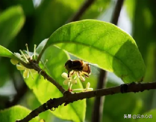 令人回味无穷的桂花香，描写桂花的五言律诗