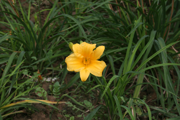 写一篇关于花花草草的作文（分享我家的花草作文300字）