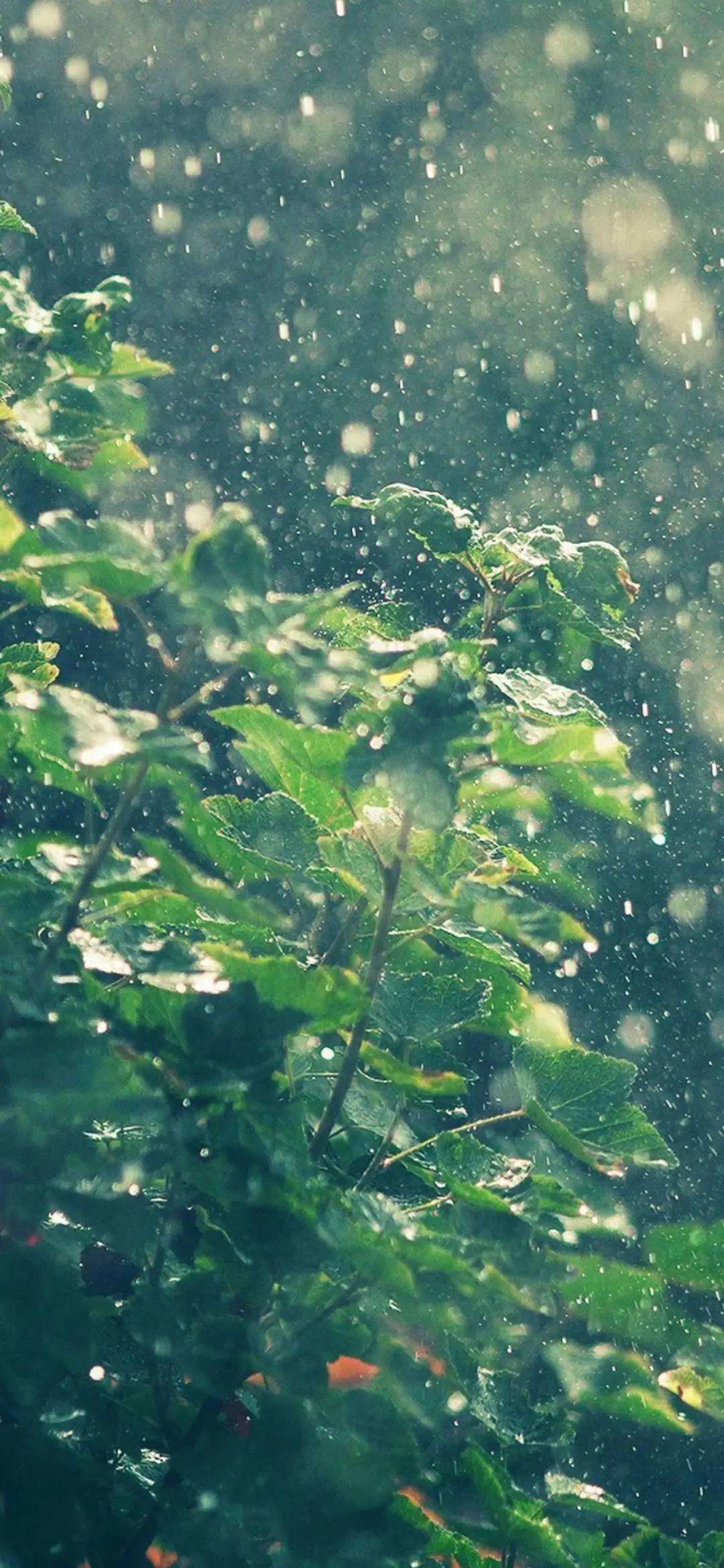 描写雨用五感法怎么写（春雨用五感法怎么写）