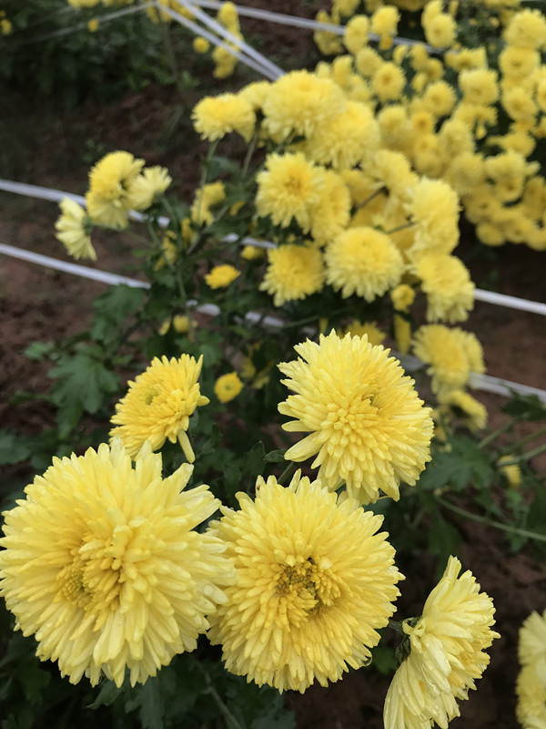 有关菊花的诗词有哪些（赞美菊花的优美诗词）