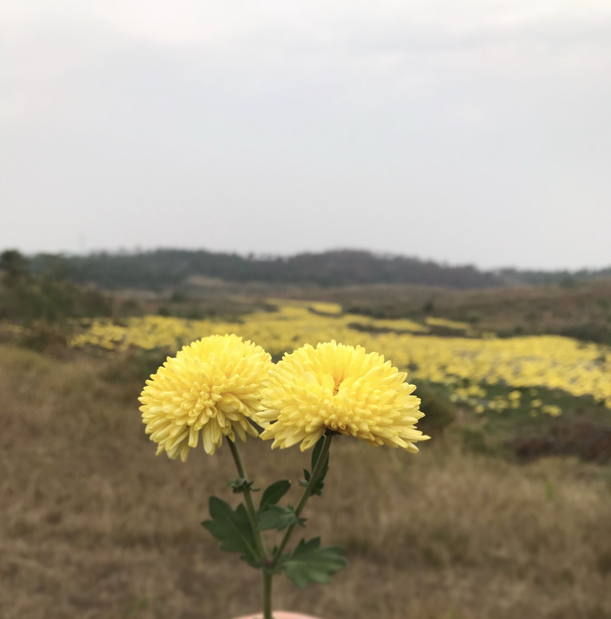 有关菊花的诗词有哪些（赞美菊花的优美诗词）