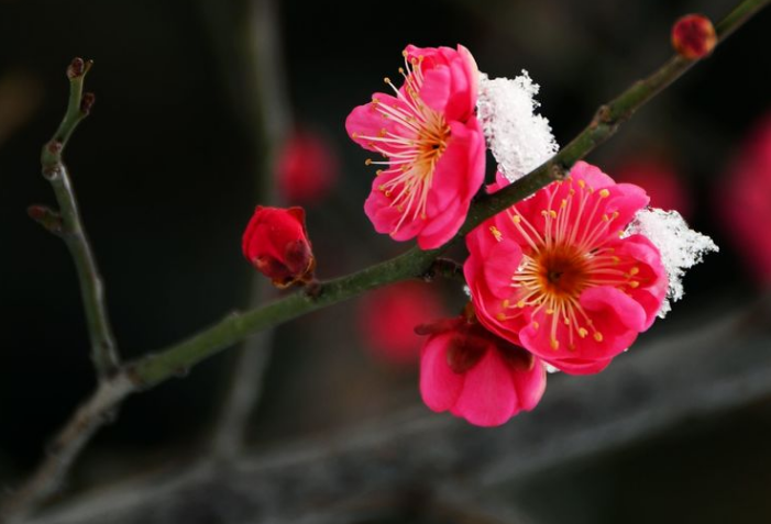 朵朵放光彩的梅花（关于红梅的诗词鉴赏）
