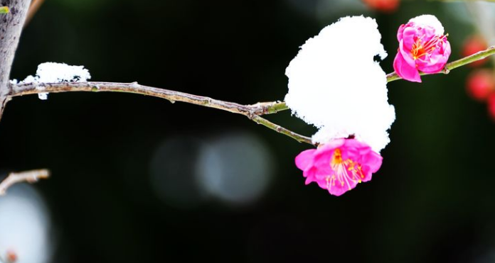 朵朵放光彩的梅花（关于红梅的诗词鉴赏）