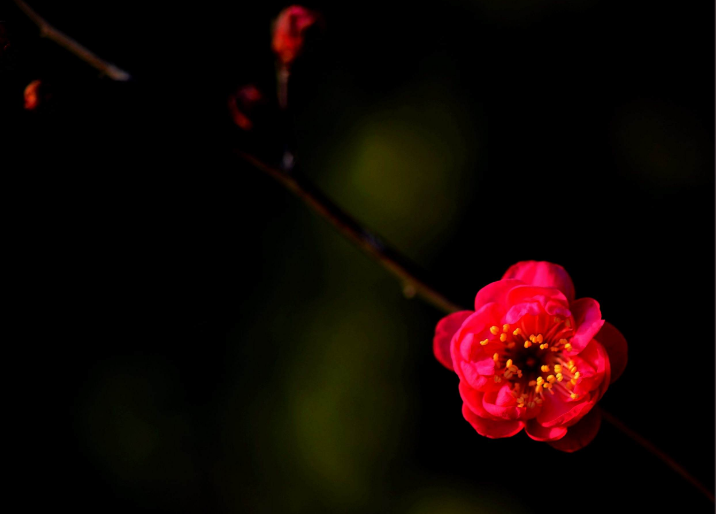 朵朵放光彩的梅花（关于红梅的诗词鉴赏）