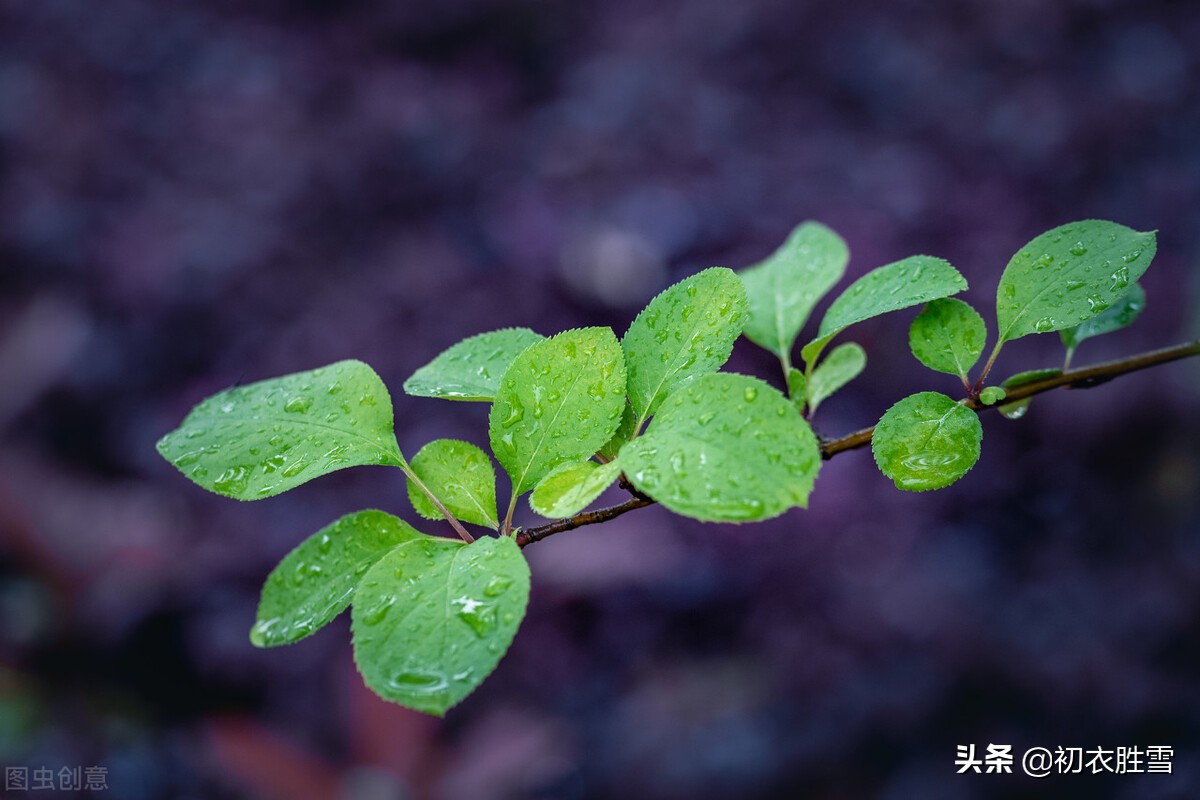 赞美初夏雨水的八首美诗（蓬勃清新的夏雨）