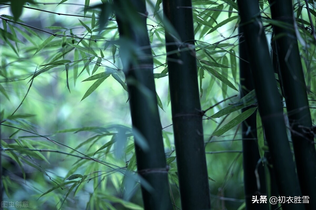 赞美初夏雨水的八首美诗（蓬勃清新的夏雨）