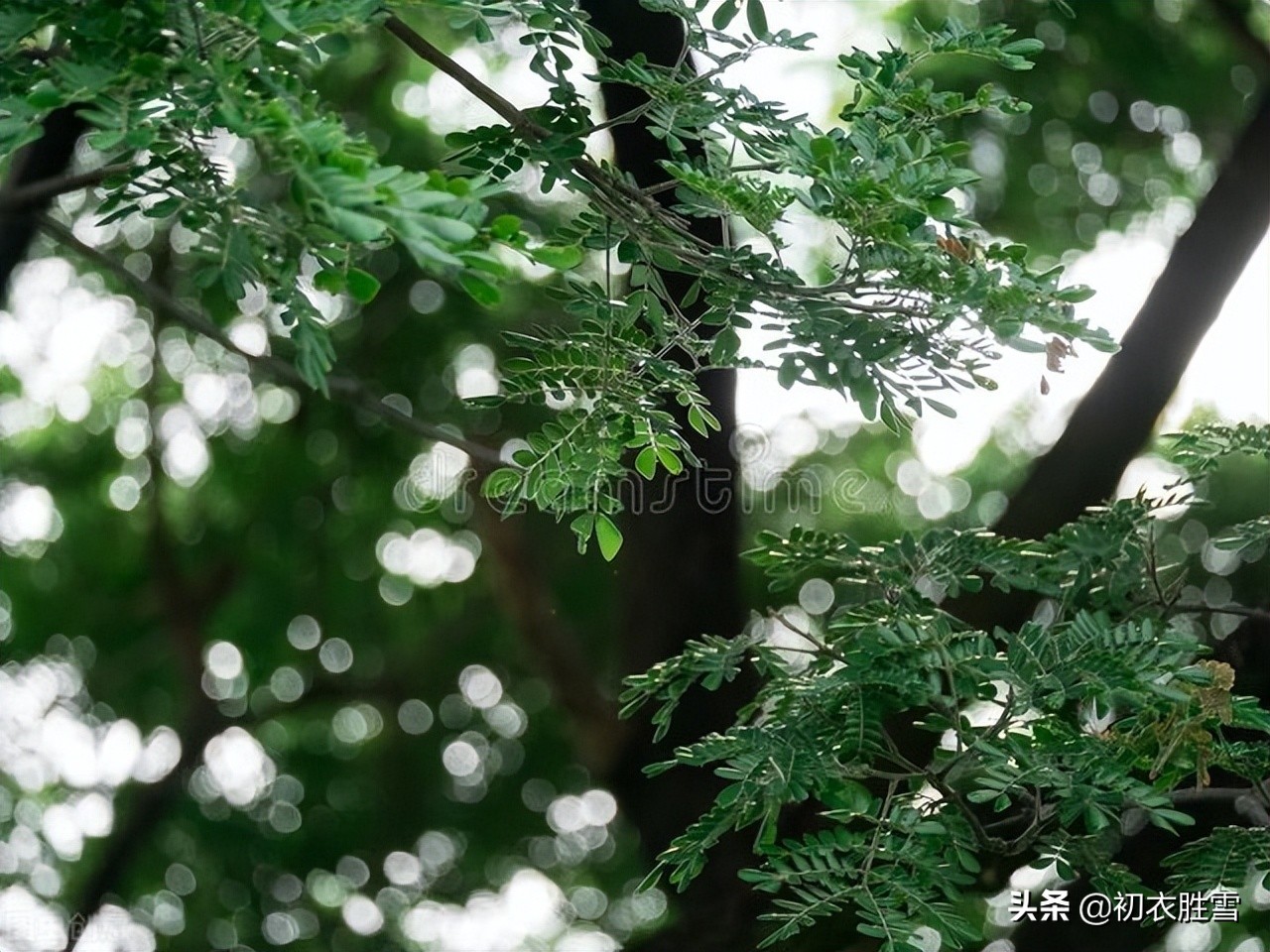 赞美初夏雨水的八首美诗（蓬勃清新的夏雨）