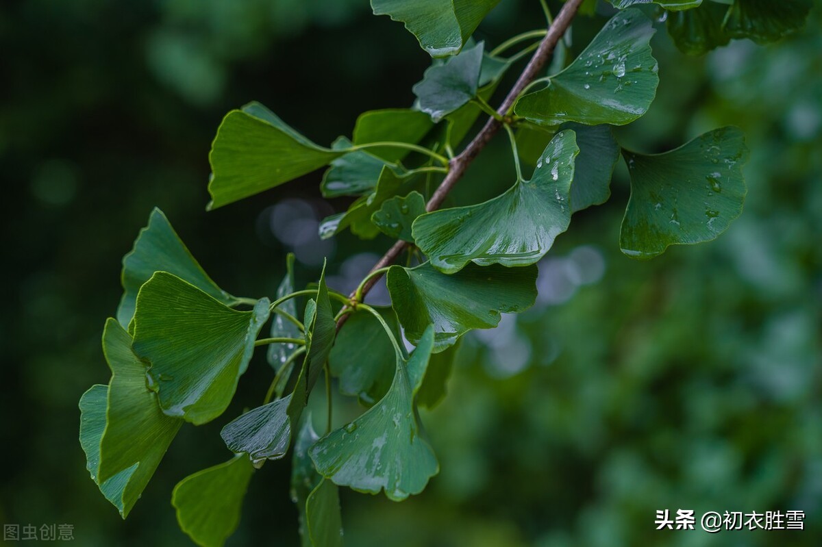 赞美初夏雨水的八首美诗（蓬勃清新的夏雨）