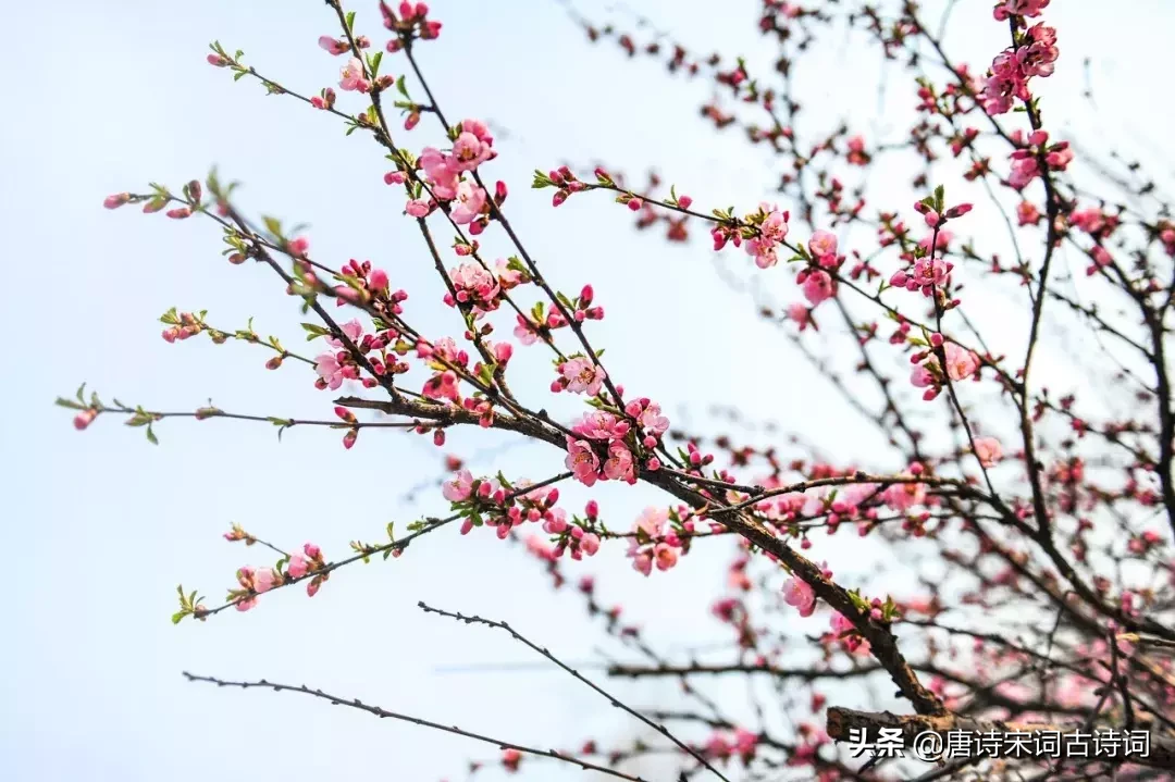 关于咏梅花的著名诗词（浪漫的桃花诗句）