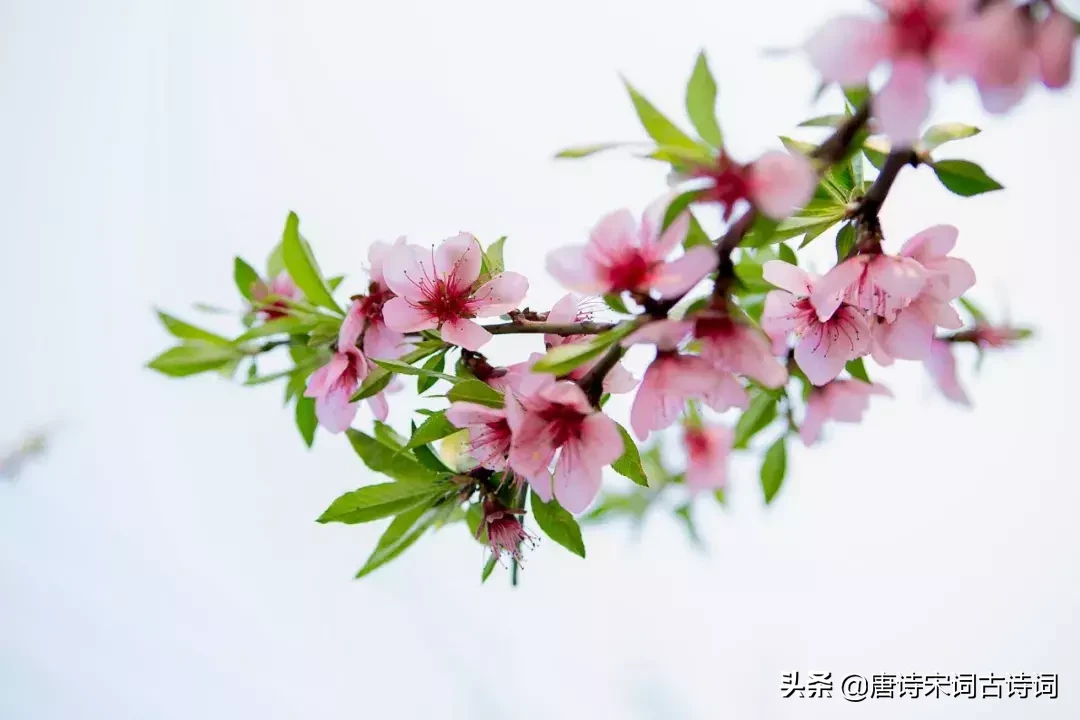 关于咏梅花的著名诗词（浪漫的桃花诗句）