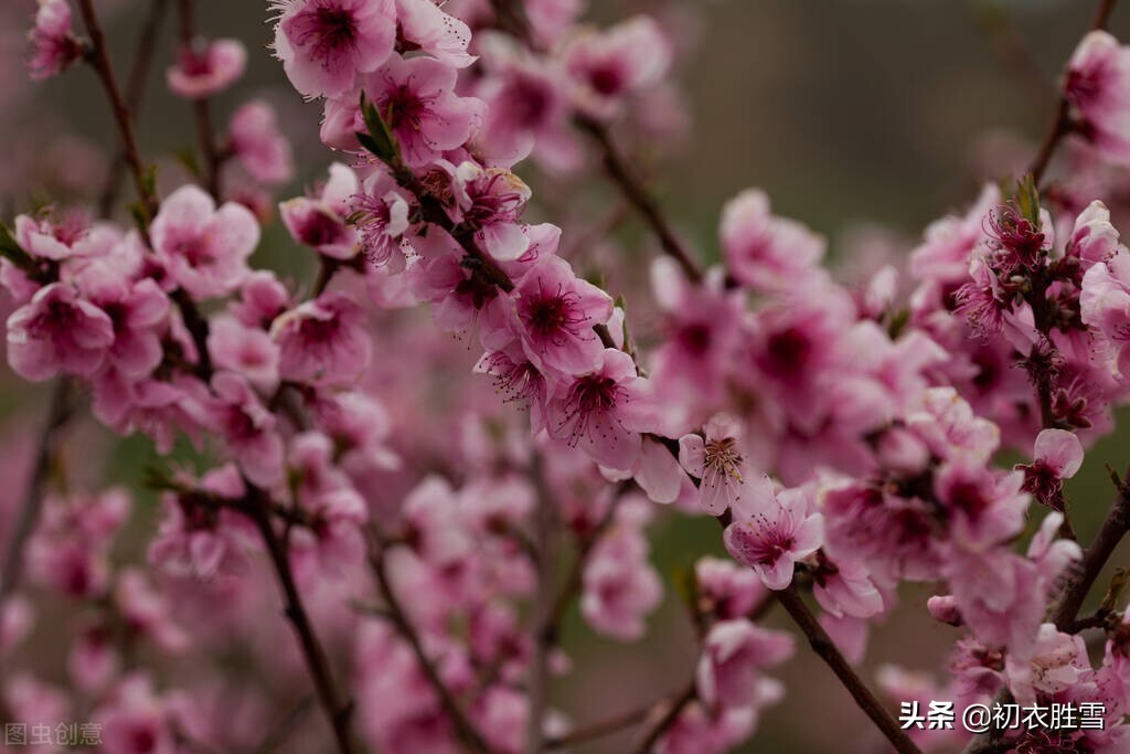 桃花浪漫诗句大全赏析（美丽和蓬勃生机的桃花）