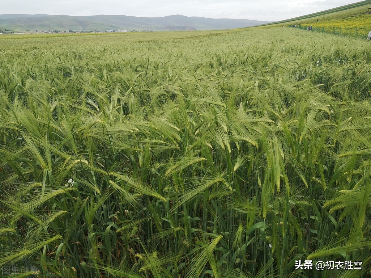 关于初夏雨水的优美诗句（夏雨生众绿）