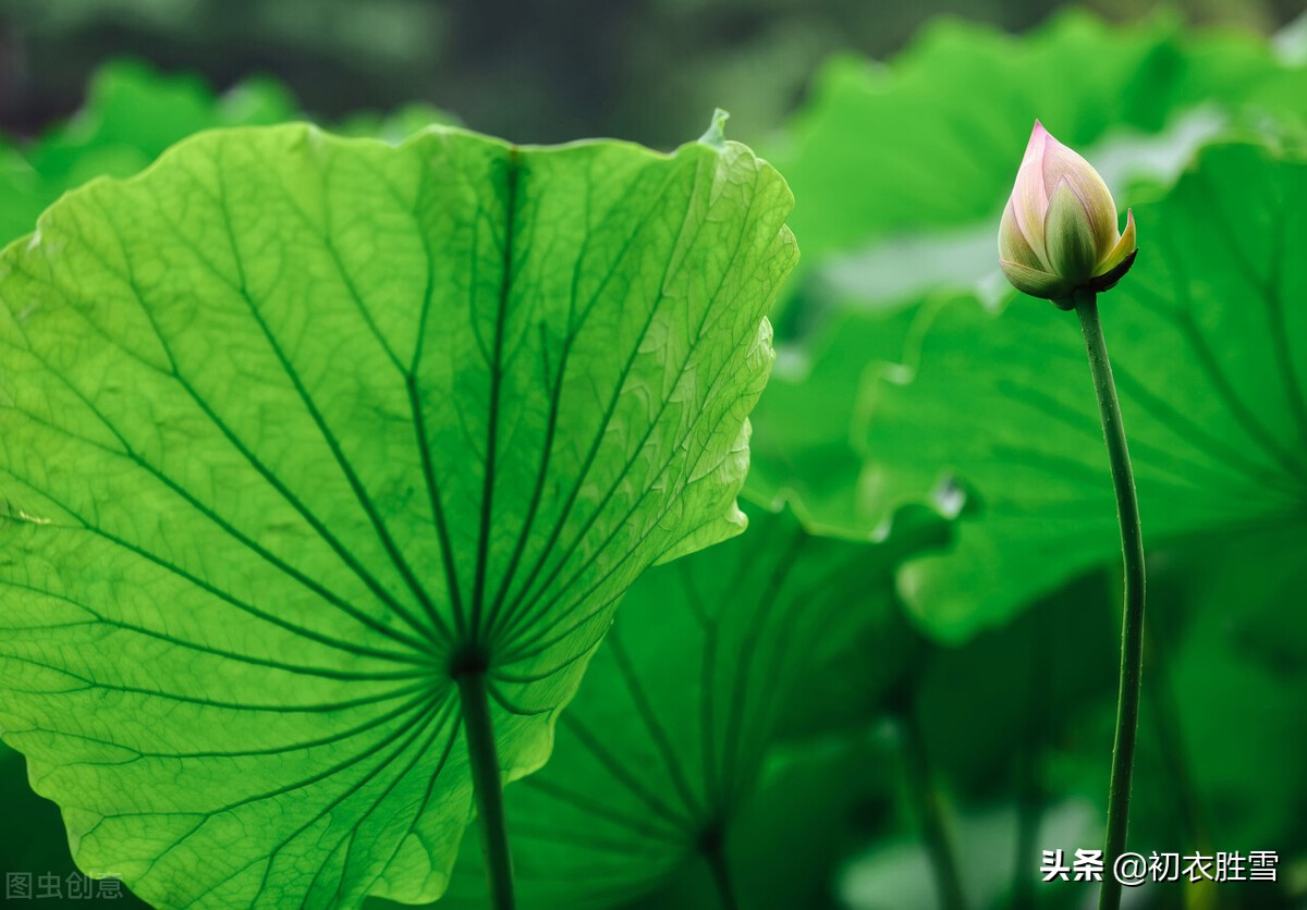 ​赞美初夏明快优美的古诗句（竹里风微又胜春）