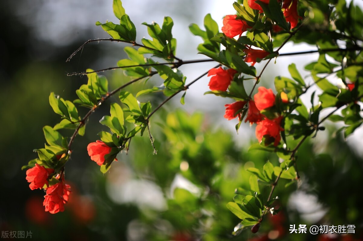 ​赞美初夏明快优美的古诗句（竹里风微又胜春）