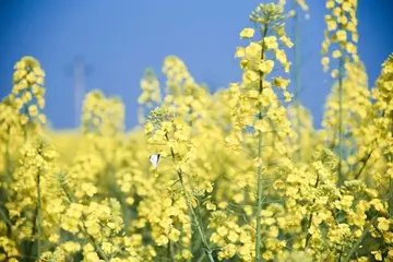 花开未晚作文800字（期盼疫情早日离去）