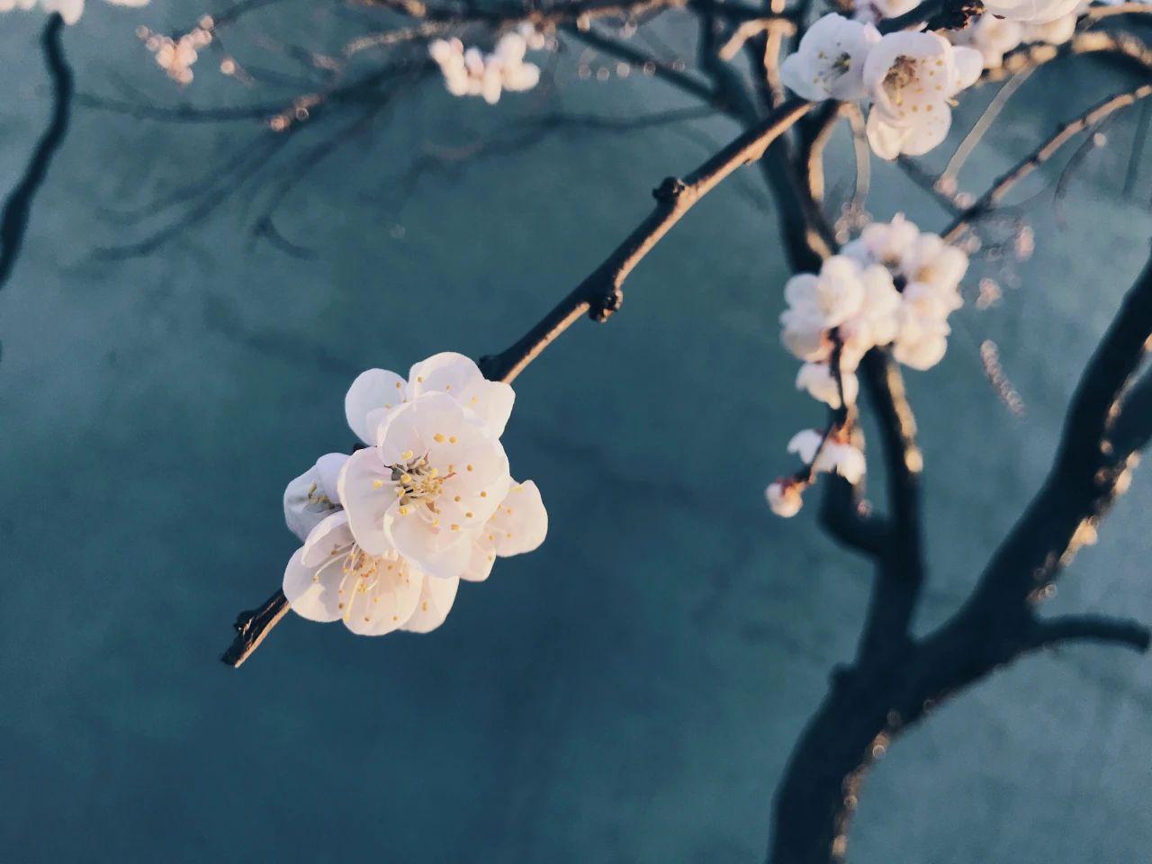 一壶清茶许流年（关于茶的优雅诗句）