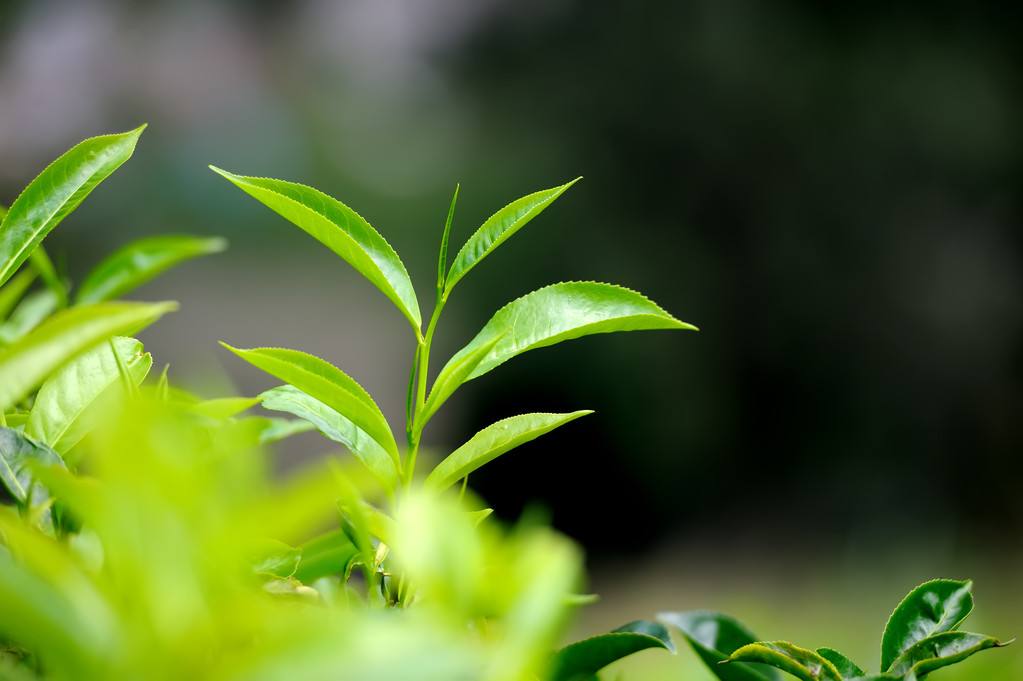 关于唐朝著名的经典茶诗（茶如人生的生活态度）