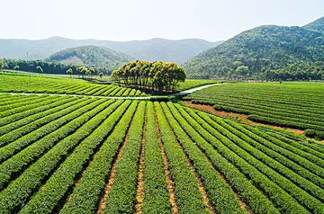 慢慢欣赏作文800字范文（慢慢欣赏茶园的美景）