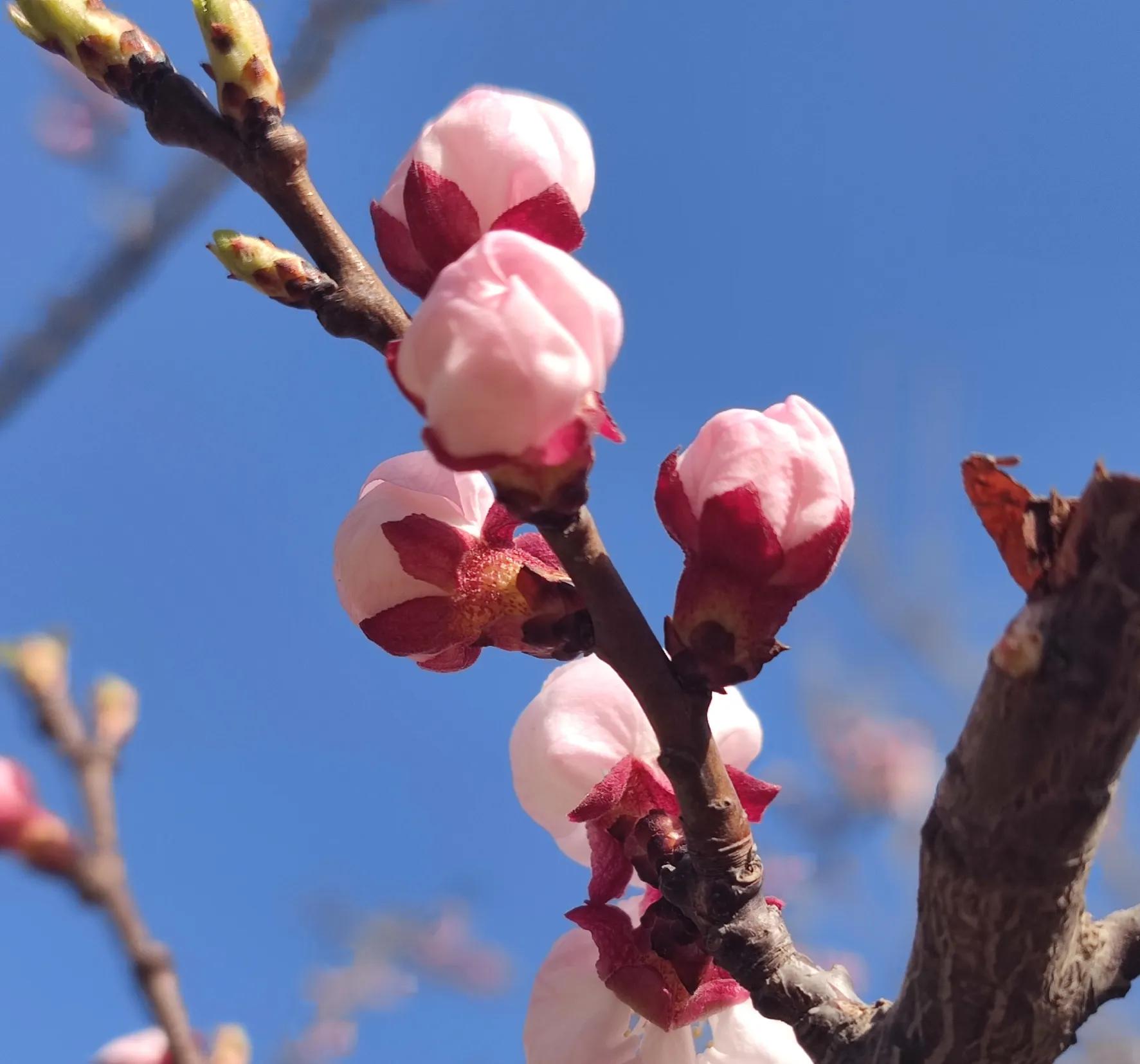 欣赏美文：十里风和看春光