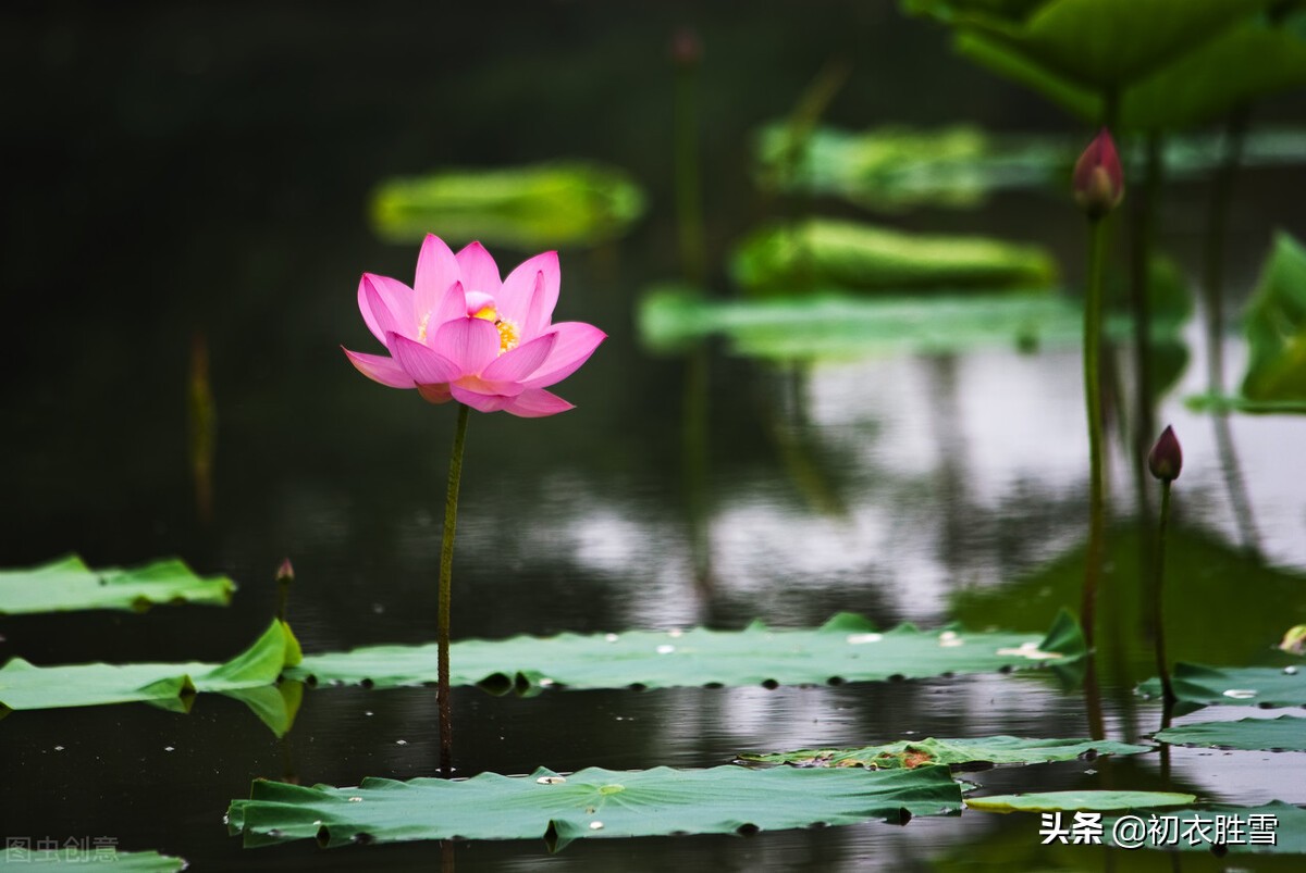 赞美夏天景色的诗句（年年到朱夏，叶叶是清风）