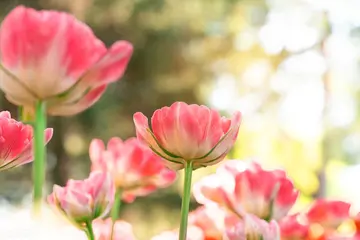 关于生命的芳香的作文800字（生命的芳香，芳香四溢）