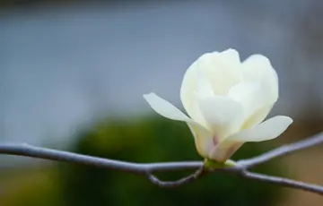 关于生命的芳香的作文800字（生命的芳香，芳香四溢）