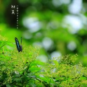 关于描写初夏的唯美古诗词及赏析（初夏风光好，绿阴已长成）