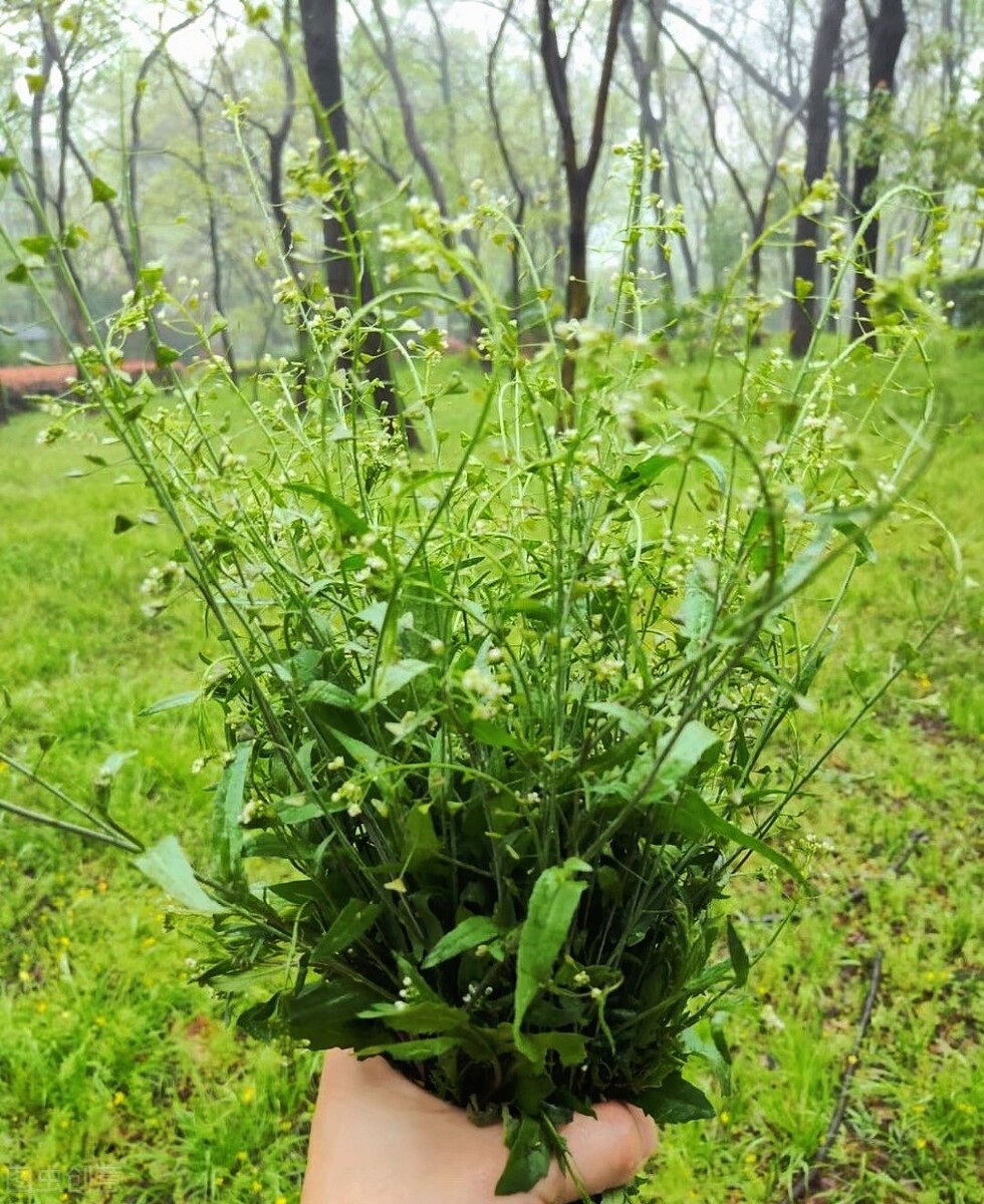 天使坠落到人间童趣古诗词，古往今来诗词中的童趣