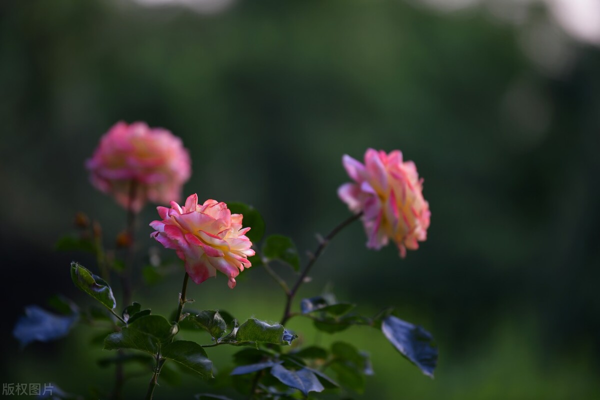 让人心醉的优美句子（赞美初夏温柔的唯美文案）