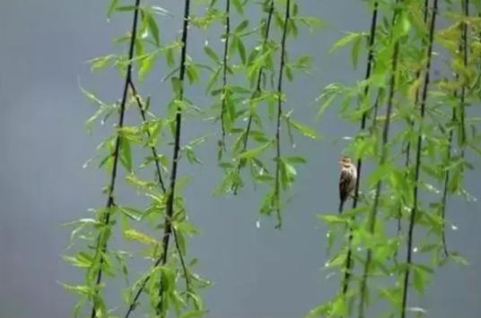 表达优美的春雨诗词，浪漫了整个春天的诗句