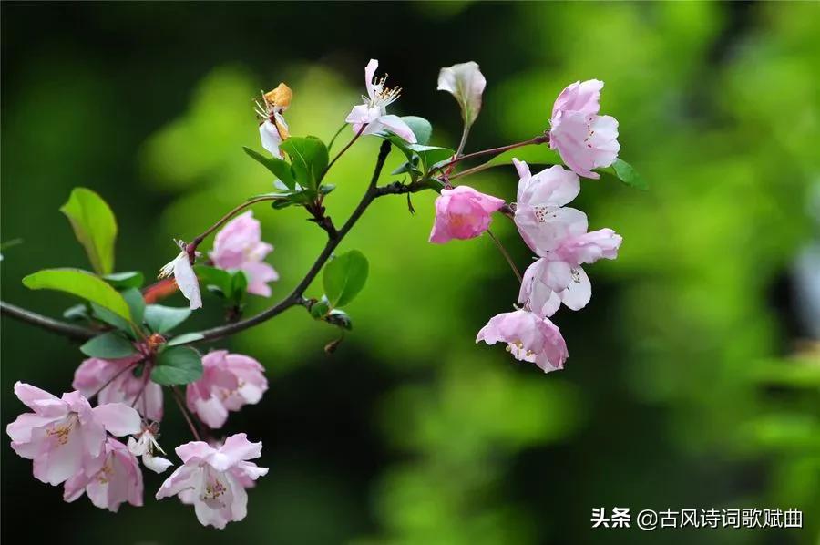 描写各种花卉的古诗词（万紫千红般的美）