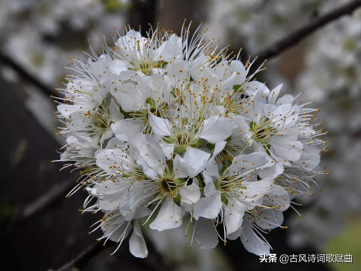 描写各种花卉的古诗词（万紫千红般的美）