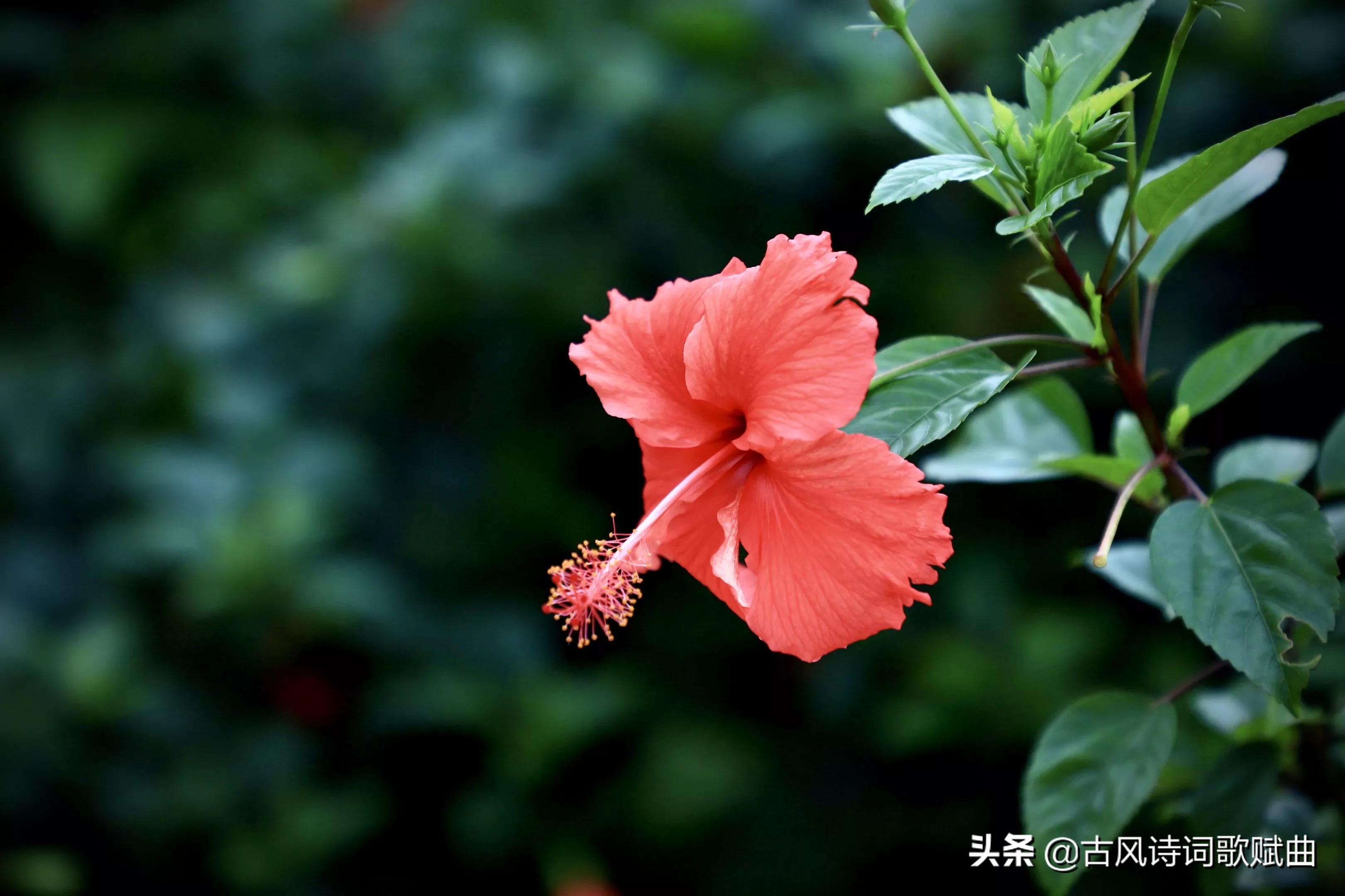 描写各种花卉的古诗词（万紫千红般的美）