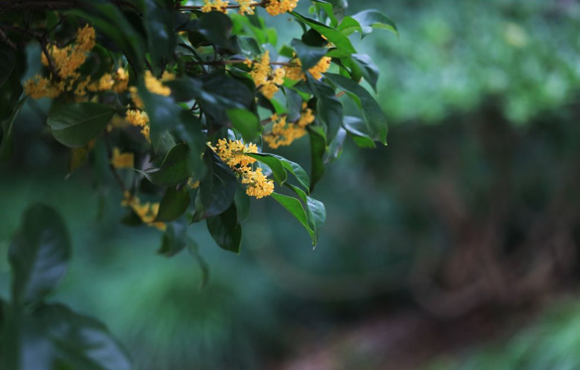 赞美桂花飘香的古诗句（浓香远溢的桂花）