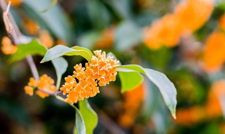 赞美桂花飘香的古诗句（浓香远溢的桂花）