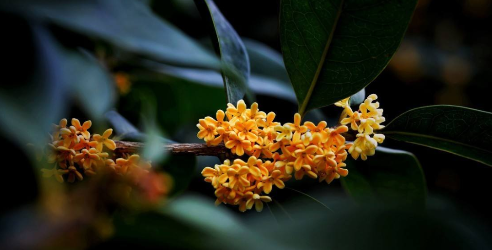 赞美桂花飘香的古诗句（浓香远溢的桂花）