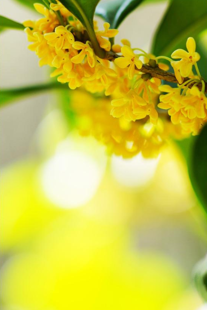 赞美桂花飘香的古诗句（浓香远溢的桂花）