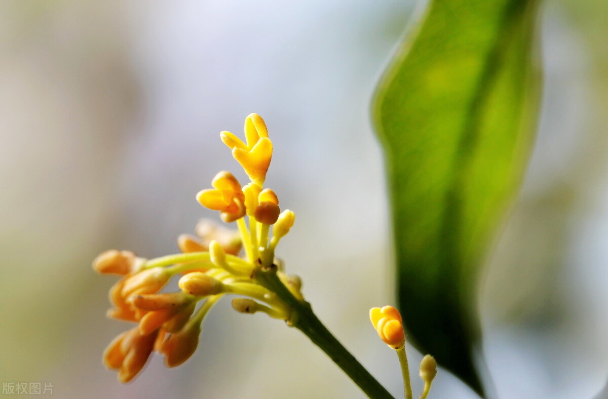 赞美桂花飘香的古诗赏析（浓浓香气的桂花）