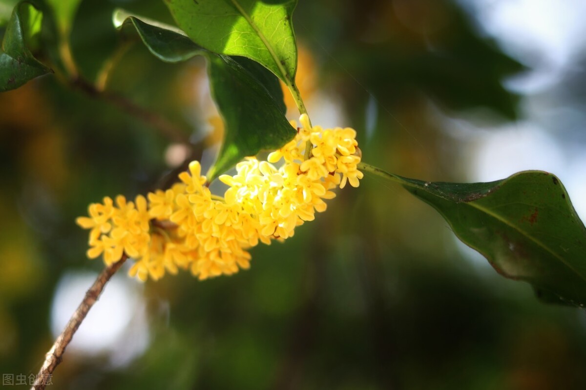 赞美桂花飘香的古诗赏析（浓浓香气的桂花）