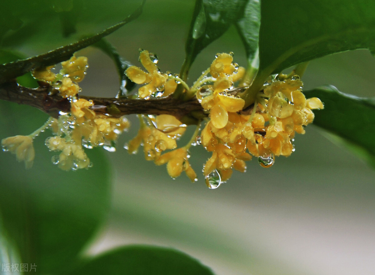 赞美桂花飘香的古诗赏析（浓浓香气的桂花）