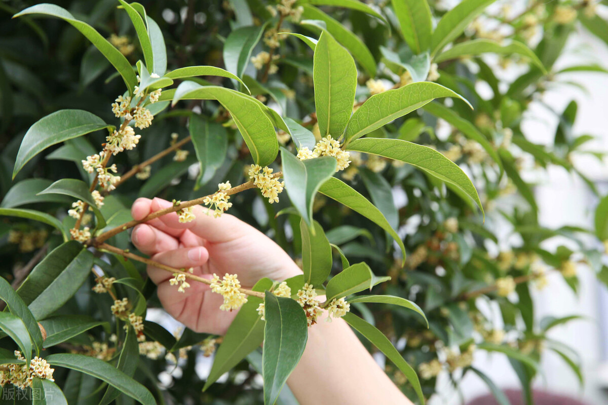 赞美桂花飘香的古诗赏析（浓浓香气的桂花）