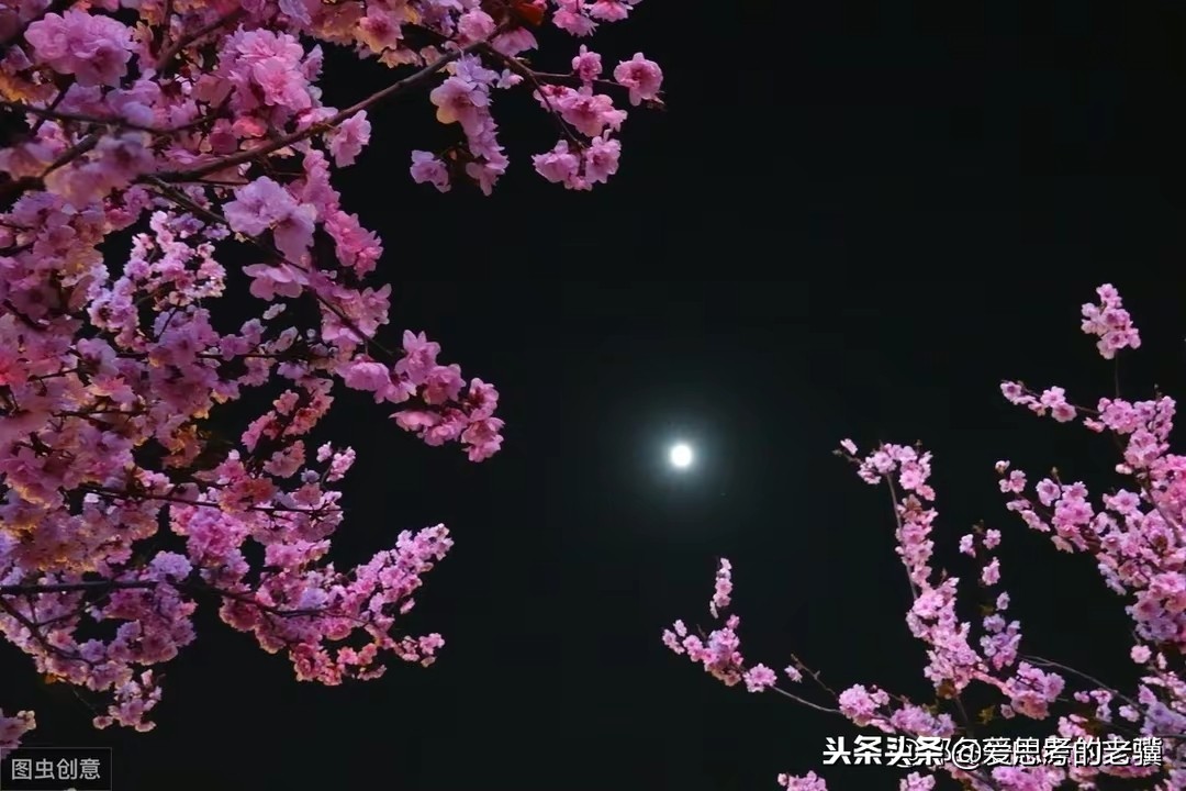 关于描写月亮的现代诗词（月夜的现代诗）