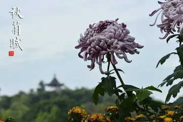 当代文风优美的秋菊赋（赞美秋菊现代辞赋）