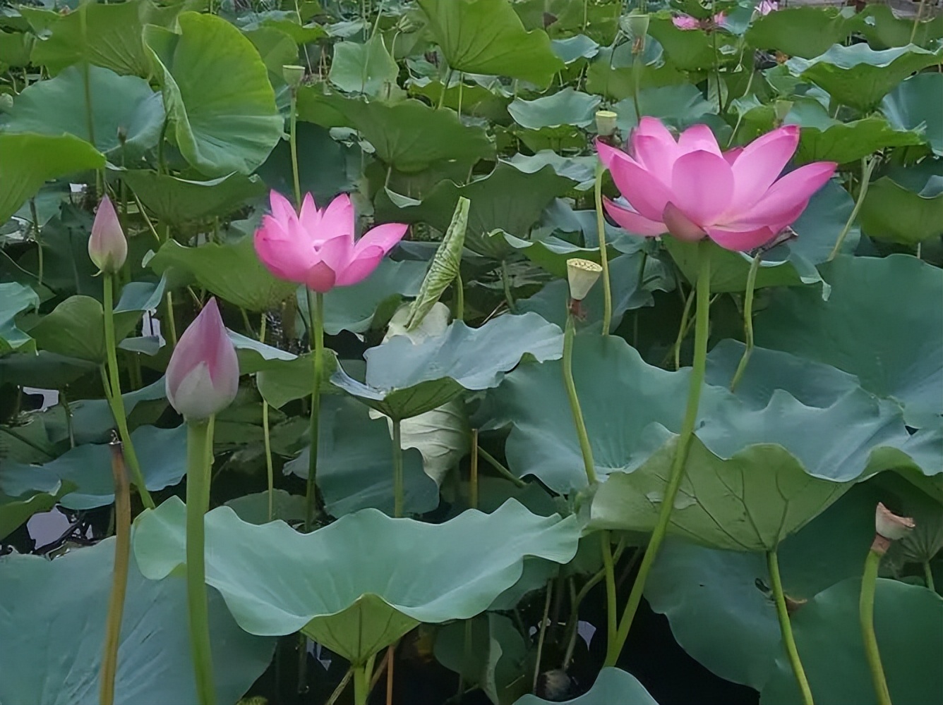 关于炎热的夏天最清凉的诗（伴你度过炎热的夏天）