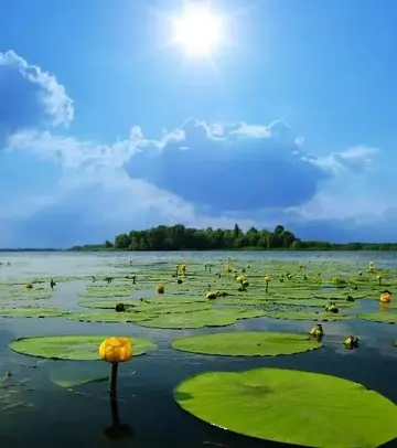 描写夏天的优美句子及段落（形容夏天景色的佳句摘抄）