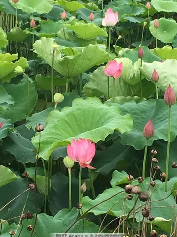 描写夏天的句子有哪些（分享形容夏天好词佳句要的积累素材）