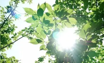 描写夏天的句子有哪些（分享形容夏天好词佳句要的积累素材）