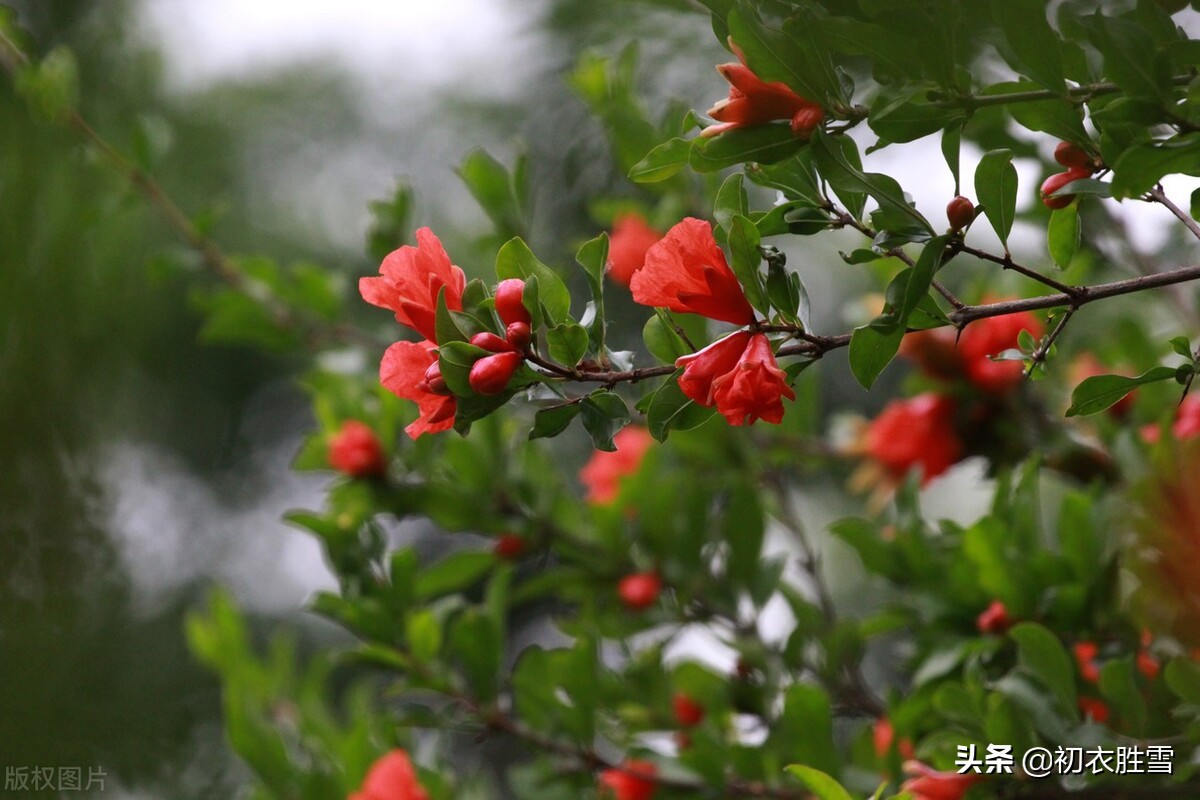 关于苏轼的石榴花诗词赏析（生命力旺盛蓬勃的诗句）