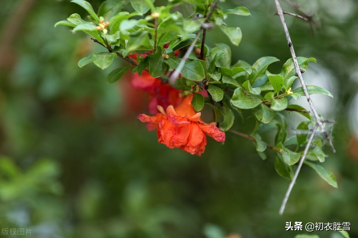 关于苏轼的石榴花诗词赏析（生命力旺盛蓬勃的诗句）