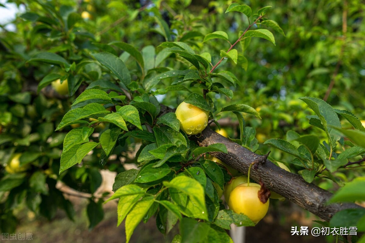 关于初夏江南的四月美诗（留恋江南的山水美景）